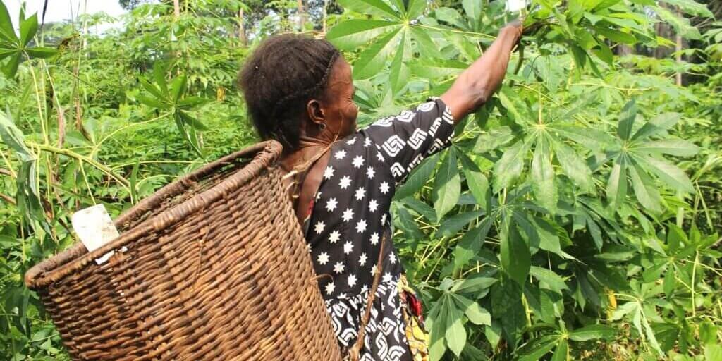 Feuille de manioc au champs de manioc à Illebo